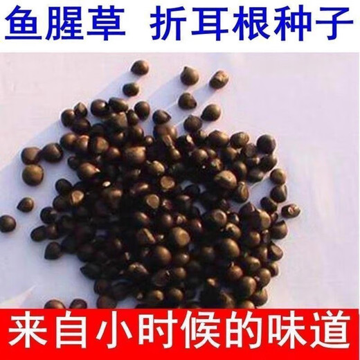 Houttuynia cordata seed seedlings + Sichuan authentic fresh folded ear root seedlings for home gardening and four-season potted plants. Houttuynia cordata seeds only sell good seeds. Simple and easy to plant. Receive 1 bag