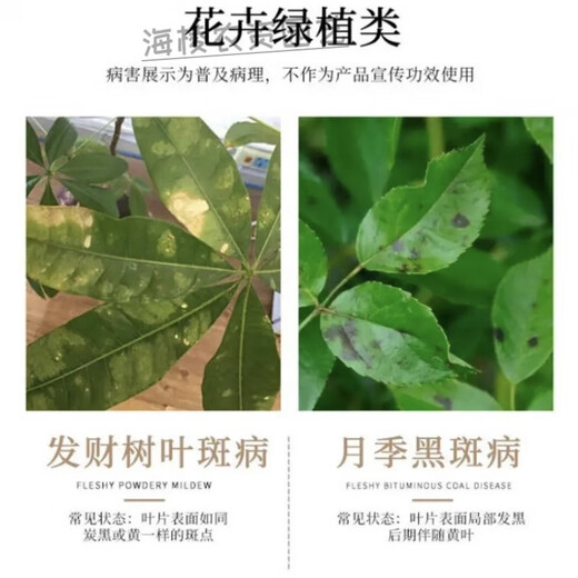 Carbendazim plant nutrient solution black spot leaf spot disease succulent yellow leaf orchid flower chlorothalonil agent carbendazim 900g/bag strong