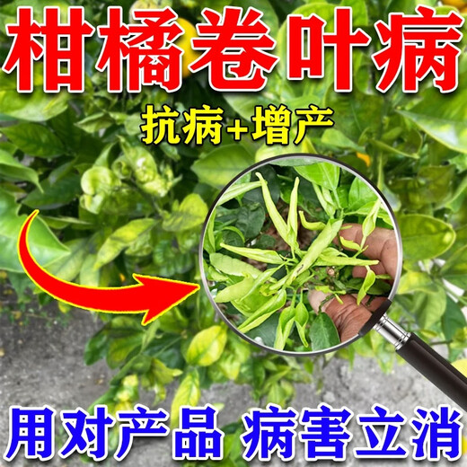 Orange tree leaf curl disease, citrus greening disease, special yellow leaf withering, flower and fruit preserving medicine, insect pest control foliar fertilizer, one bottle