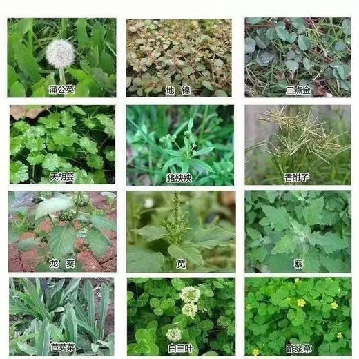 Precise glufosinate ammonium salt herbicide, root rot powder, weed removal, water peanut, cow tendon, herbicide, glyphosate, genuine refined glufosinate ammonium, 1 large barrel, 5000g