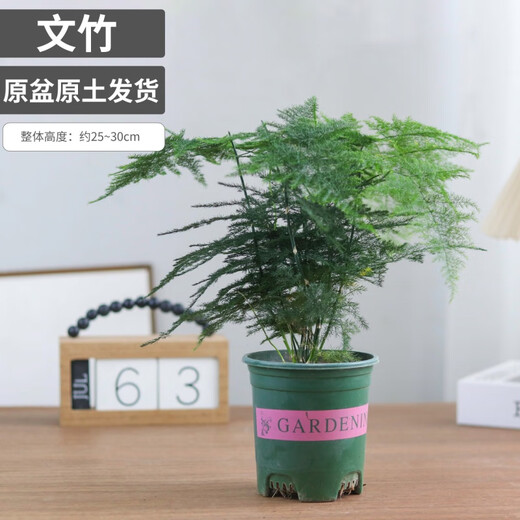 Asparagus potted indoor living room plants flowers office green plants desktop air purification creative small bonsai original pot selected small asparagus 15-22cm high 1 pot + seedling tray