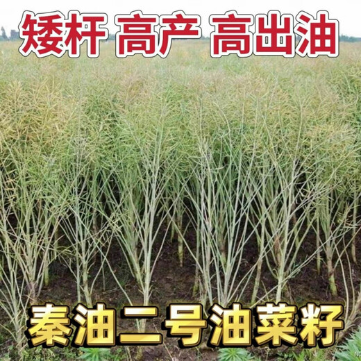 Qinyou № 2 рапс высокомасляный карликовый рапс морозостойкий рапс капустного типа Qinyou № 2 высокомаслянистый рапс капустного типа оригинальная упаковка 50 г