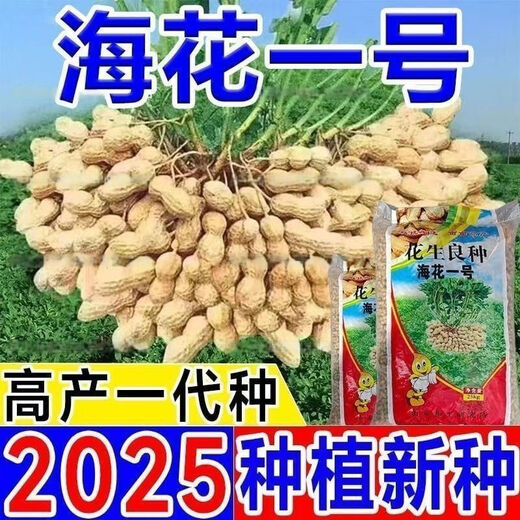 Short-stemmed and early-maturing Academy of Agricultural Sciences Haihua No. 1 Shandong ultra-high oil original disease-resistant peanut seeds thin-shell seedlings can be planted nationwide Shandong Haihua No. 1 first-generation original high oil recommended by the Academy of Agricultural Sciences Hand-selected 10 Jin Jin equals 0.5 kg