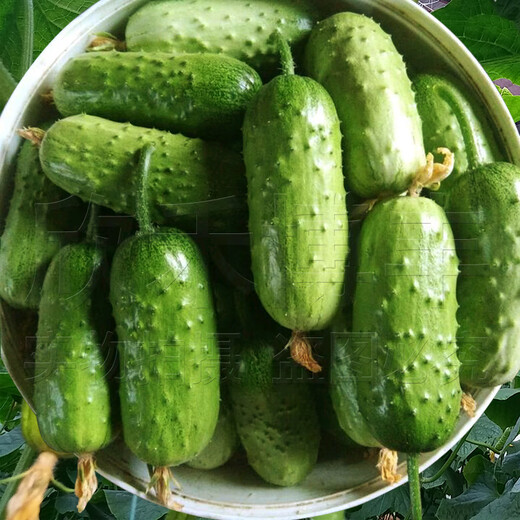 Mini fruit cucumber seeds, heat-resistant and high-yield, spring and summer small cucumber seeds, four-season balcony potted vegetable seeds, 10 large cucumber seedlings