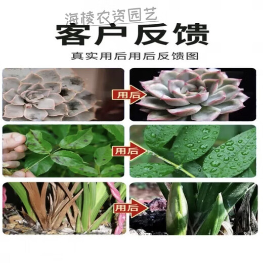 Carbendazim plant nutrient solution black spot leaf spot disease succulent yellow leaf orchid flower chlorothalonil agent carbendazim 900g/bag strong
