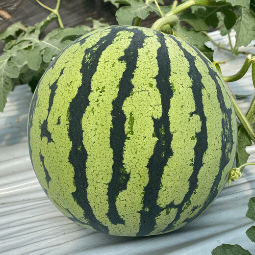 Shouhe crunchy 8424 watermelon seeds, early-ripened, thin-skinned, summer and autumn seeds, 40 pieces x 2 packs