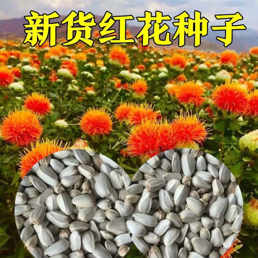 Xiaochunfeng Chinese herbal medicine safflower seeds saffron seeds Xinjiang grass saffron seeds genuine pure new field planting seeds safflower seeds one Jin Jin is equal to 0.5 kg