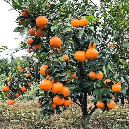 Authentic Wogan seedless fruit saplings, Wuming Wogan seeds, Wogan seeds, can be planted in the north and south, Wogan seeds, two packs of about 20 pieces