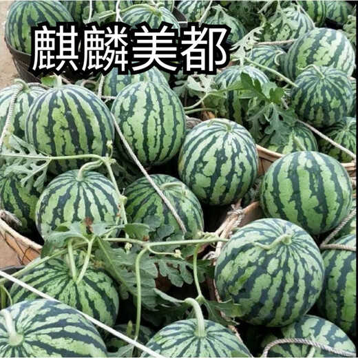 Kirin Meidu watermelon seeds with thin skin, crack-resistant, few seeds, super sweet and crispy 8424 round watermelon, Meidu watermelon seeds, 100 pieces original bag, Jinmeidu