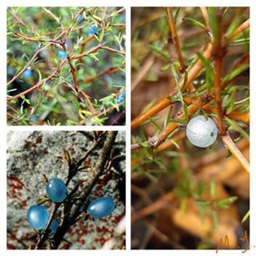Opalberry, an Australian edible berry. Stenophyllum berries. Three varieties of native berries are very difficult to germinate. 5 wrinkled opal berries.