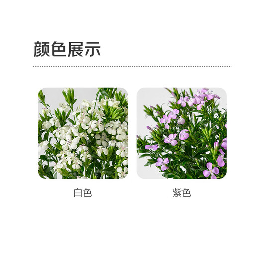 1 bunch of green plums