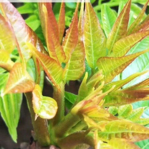 Red oil toon seeds have good taste and strong fragrance wholesale bulk four-season fast-growing toon sapling seeds easy to grow live vegetables 2000 toon seeds + 1 pack of random seeds from the Song Dynasty