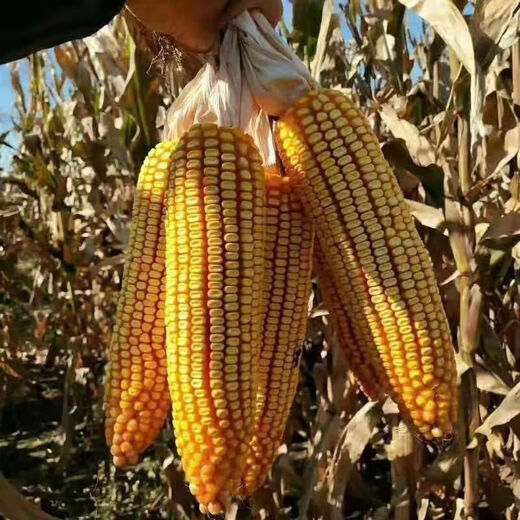 East Asia small steel gun Dongdan 1331 corn seed original first generation hybrid corn seed storage corn seed 1 bag/Dongdan 816-about 6000 grains per bag