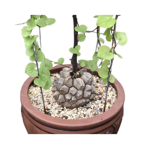 South African turtle-shelled dragon succulent plant seed seedling soil imported rare root tuber one thing one shot Dioscorea species guaranteed South African turtle-shelled dragon 1-1.5cm randomly selected with pots good with potted plants