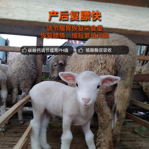 OIMG breeding ewe premix, lambing, multi-pregnancy period, lactation ewe feed, milk production, Doinmeier premix, ewe premix 20kg (Lamb Duowang)