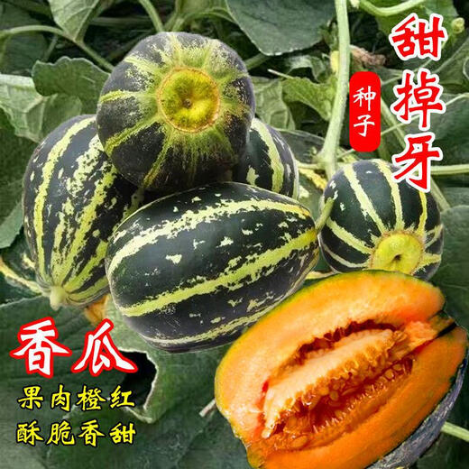 Tianfen rock sugar melon, sweet and tooth-dropping melon seeds, thin-skinned, super-sweet flower-skinned cantaloupe spring seeds, four-season fruits, autumn and summer, selected new species, cantaloupe seeds, original 300 capsules