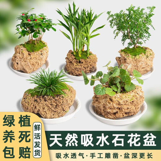 Absorbent stone flower pot, natural strange stone, absorbent stone, water-absorbing stone, raw stone stone pot, calamus succulent potted plant, bonsai micro-scape, 13-17cm stone pot + round bottom + grass seeds