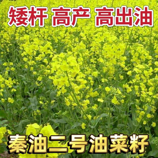 Qinyou № 2 рапс высокомасляный карликовый рапс морозостойкий рапс капустного типа Qinyou № 2 высокомаслянистый рапс капустного типа оригинальная упаковка 50 г