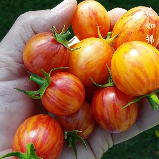Sunrise Bumblebee Tomato Seed High Sweetness Mini Cherry Tomato Cherry Tomato Seed Collection White Fei Tomato 33 High Sweetness