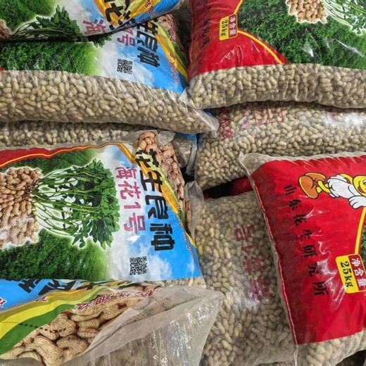 Short-stemmed and early-maturing Academy of Agricultural Sciences Haihua No. 1 Shandong ultra-high oil original disease-resistant peanut seeds thin-shell seedlings can be planted nationwide Shandong Haihua No. 1 first-generation original high oil recommended by the Academy of Agricultural Sciences Hand-selected 10 Jin Jin equals 0.5 kg