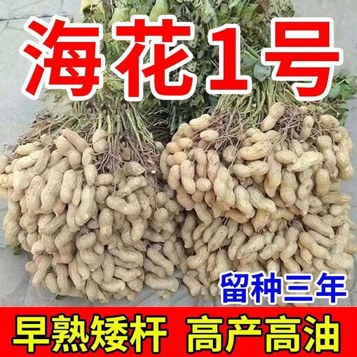 Short-stemmed and early-maturing Academy of Agricultural Sciences Haihua No. 1 Shandong ultra-high oil original disease-resistant peanut seeds thin-shell seedlings can be planted nationwide Shandong Haihua No. 1 first-generation original high oil recommended by the Academy of Agricultural Sciences Hand-selected 10 Jin Jin equals 0.5 kg