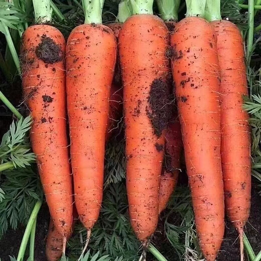 Nine-inch three-red carrots, summer and autumn heat-resistant and cold-resistant fruits and vegetables, radish, crispy and sweet for all seasons, garden carrots for all seasons, nine-inch carrot seeds, new varieties, high-quality varieties, 1 pack of about 1066 seeds