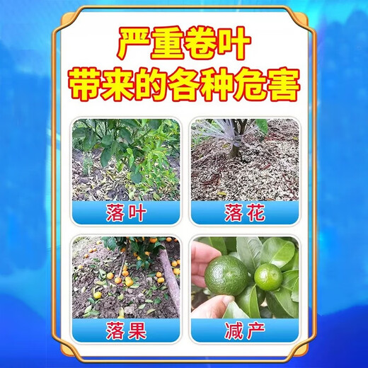 Orange tree leaf curl disease, citrus greening disease, special yellow leaf withering, flower and fruit preserving medicine, insect pest control foliar fertilizer, one bottle