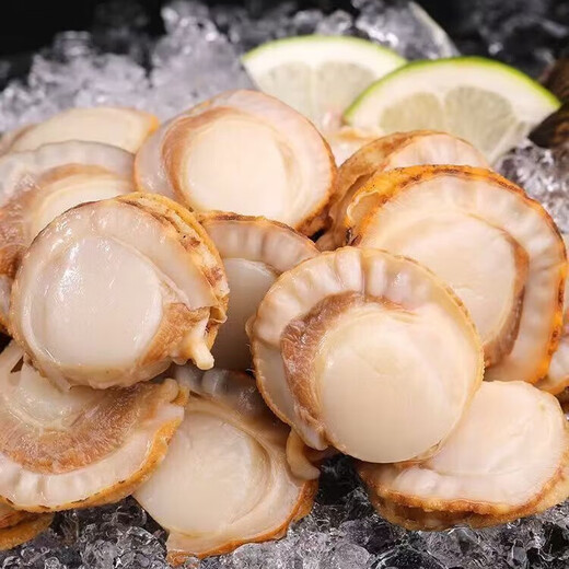 New arrival, extra large scallop meat, pure wild-caught fresh scallops, frozen seafood, kept fresh with ice, scallop meat 400g*3
