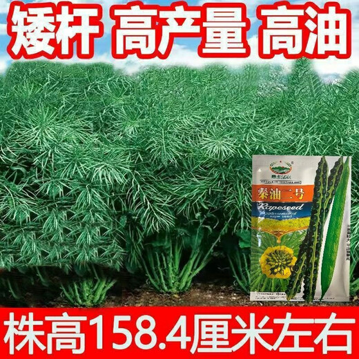 Qinyou № 2 рапс высокомасляный карликовый рапс морозостойкий рапс капустного типа Qinyou № 2 высокомаслянистый рапс капустного типа оригинальная упаковка 50 г