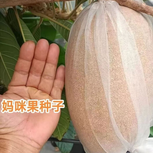 Planting Mummy Fruit Ghanaian Mummy Melon seeds can be used as garden potted fruit. The fruit can be grown in both the north and the south. Mummy Fruit. Note that 50 new seeds are planted.