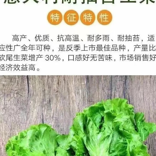 Loss Impulse Four Seasons Glass Lettuce Butter Lettuce Seeds Crisp and Tender Raw Seeds Four Seasons Potted Vegetables Glass Lettuce Seeds 800 Brand Original Color Pack