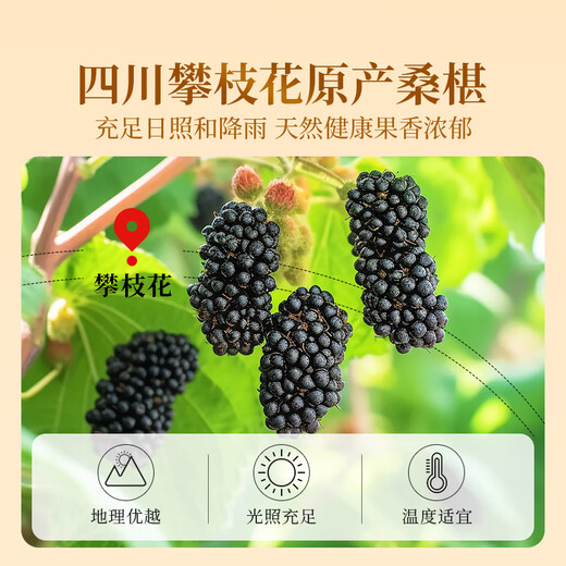 贡苑桑葚红花茶 央视推荐中药材桑椹藏红花熬夜去黑眼圈组合茶包156g