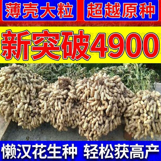 Peanut Seeds Academy of Agricultural Sciences Shelled Huayu No. 25 peanut seeds new variety self-seeding Thin-shell peanut seeds can be saved 100% original peanuts 3Jin Jin equals 0.5 kg 1500g
