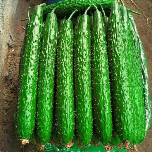 Green-core cucumber seed seedlings, high-yielding, heat-resistant cucumber seeds, Shouguang vegetable seeds for potted balcony planting in all seasons in spring, Jinyan No. 4 cucumber original 1 pack (about 50 pieces)