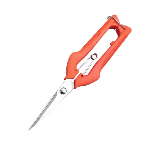 Diaohuang special scissors for cutting garlic, grape and fruit picking scissors, spring vegetable and fruit picking scissors, orange gardening scissors, thin fruit scissors, 210 long straight head plastic handle fruit and vegetable scissors, single price is high