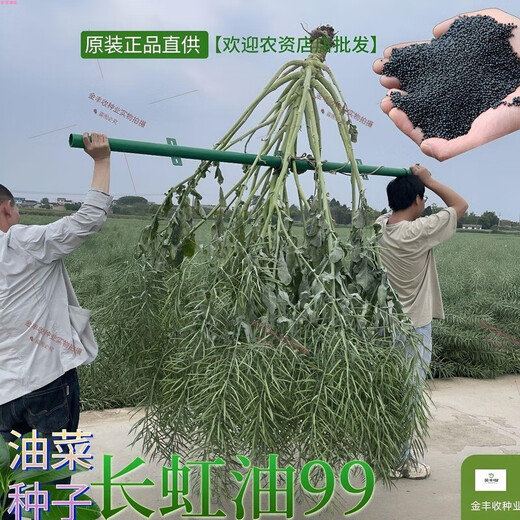 Changhong Oil 99 рапс высокоурожайный новый вид рапса с низким стеблем оригинальный аутентичный черный гибрид рапса раннеспелый сорт Changhong Oil 99 содержание масла 52,63%_Changhong Oil 99