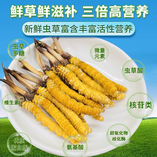 Naqu Zhifa 2025 Tibet Naqu High Altitude Authentic Wild First Fresh Cordyceps sinensis One-to-One Pay Ten Naqu Wild Grass 1.5g/root-10 root