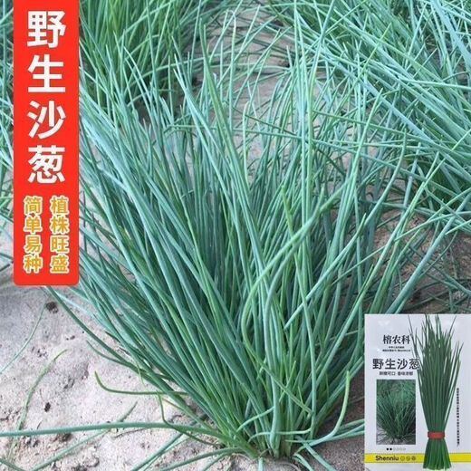 Original cold-resistant and drought-resistant wild onion seeds, wild onion seeds, Inner Mongolia balcony four-season onion seeds, wild onion seeds, new seeds this year, 5 packs of about 5,000 seeds