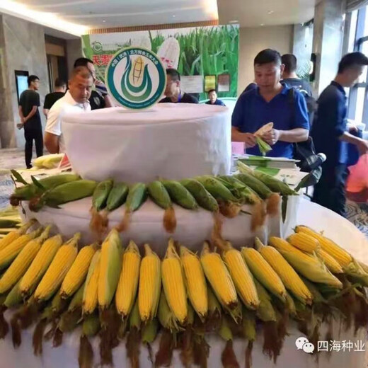 Fruit corn seeds super sweet fresh edible big stick without residue Beijing Sihai Seed Industry Golden Crown 597 corn seed original Golden Crown 218 fruit corn 100g X2 bags