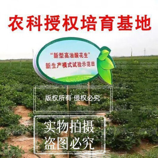 Short-stemmed and early-maturing Academy of Agricultural Sciences Haihua No. 1 Shandong ultra-high oil original disease-resistant peanut seeds thin-shell seedlings can be planted nationwide Shandong Haihua No. 1 first-generation original high oil recommended by the Academy of Agricultural Sciences Hand-selected 10 Jin Jin equals 0.5 kg