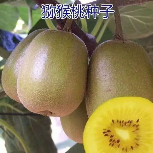 Kiwi fruit kiwi seeds green heart kiwi fruit seeds kiwi fruit seeds easy to grow and live kiwi seeds kiwi seeds three packs of about 1200 pieces