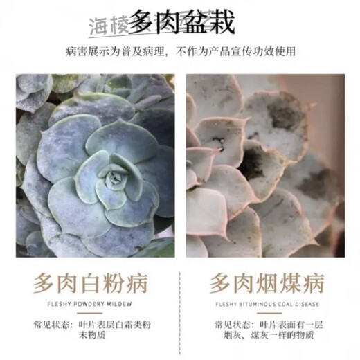 Carbendazim plant nutrient solution black spot leaf spot disease succulent yellow leaf orchid flower chlorothalonil agent carbendazim 900g/bag strong