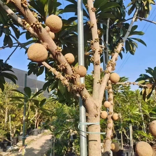 Planting Mummy Fruit Ghanaian Mummy Melon seeds can be used as garden potted fruit. The fruit can be grown in both the north and the south. Mummy Fruit. Note that 50 new seeds are planted.