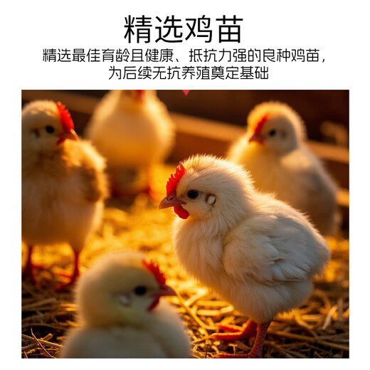 Zhongrun Yangtze Antibiotic-Free Chicken Breast 2Jin Jin is equal to 0.5kg Frozen Fresh Chicken Breast Antibiotic-free Certified Fitness Light Meal Replacement Chicken