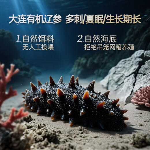 Liao Ginseng Dalian Organic Frozen Sea Cucumber Gift Box 2Jin Jin equal to 0.5kg 20-24 pieces non-ready to eat OCC flagship store solids 85%