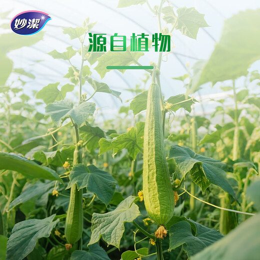 Miaojie Oil Loofah 3 pieces, loofah pulp dishcloth, pot brush, kitchen sink and stove cleaning brush