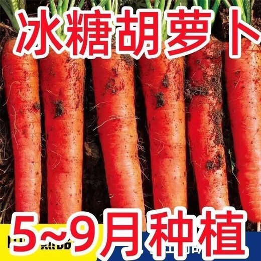 Nine-inch three-red carrots, summer and autumn heat-resistant and cold-resistant fruits and vegetables, radish, crispy and sweet for all seasons, garden carrots for all seasons, nine-inch carrot seeds, new varieties, high-quality varieties, 1 pack of about 1066 seeds