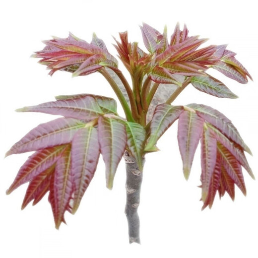 Red oil toon seeds have good taste and strong fragrance wholesale bulk four-season fast-growing toon sapling seeds easy to grow live vegetables 2000 toon seeds + 1 pack of random seeds from the Song Dynasty