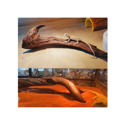 Andere zwei Pferdehaarlöwen Echsenkrabbende Haustierlandschaftsbau Holzwüste Tank Dekoration Naturaler Holz Einsiedler Krabben Häute F4877