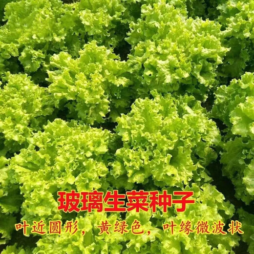 Loss Impulse Four Seasons Glass Lettuce Butter Lettuce Seeds Crisp and Tender Raw Seeds Four Seasons Potted Vegetables Glass Lettuce Seeds 800 Brand Original Color Pack